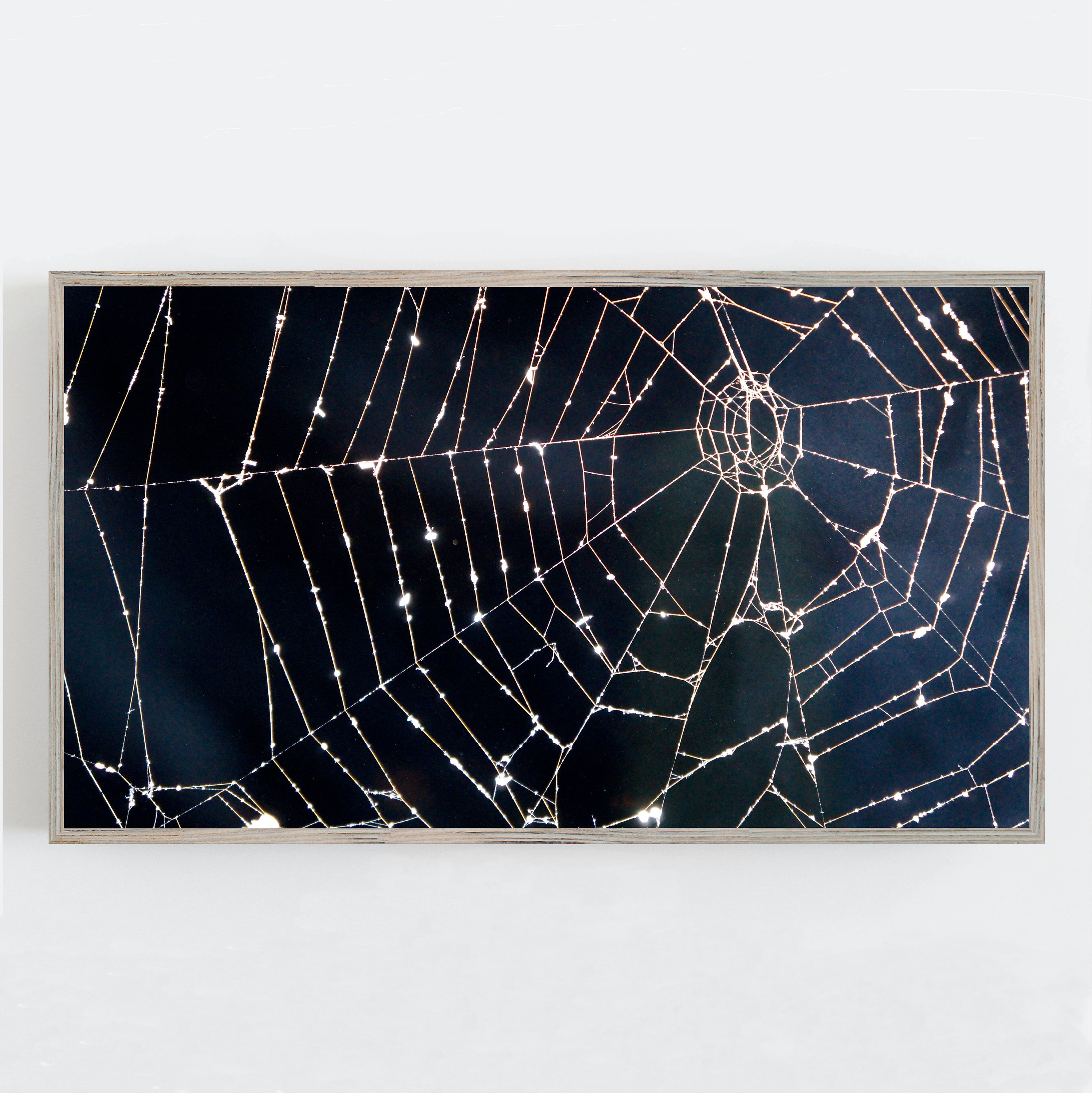 Orb Weaver Spider Web FRAMED Preserved USA - Denmark