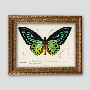 May include: A framed vintage botanical print of a colorful butterfly. The butterfly has black, teal, green, and yellow wings. The frame is gold with ornate detailing. The print includes scientific text.