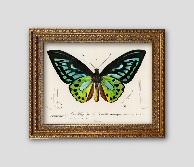 May include: A framed vintage botanical print of a colorful butterfly. The butterfly has black, teal, green, and yellow wings. The frame is gold with ornate detailing. The print includes scientific text.