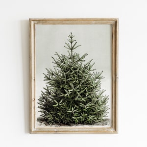 May include: A framed botanical print featuring a detailed illustration of a green evergreen tree. The artwork is set against a light background and framed in a rustic, light-toned wooden frame. The tree's needles are meticulously rendered.