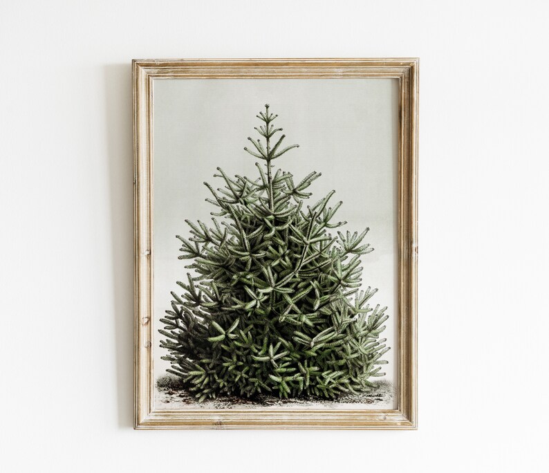 May include: A framed botanical print featuring a detailed illustration of a green evergreen tree. The artwork is set against a light background and framed in a rustic, light-toned wooden frame. The tree's needles are meticulously rendered.