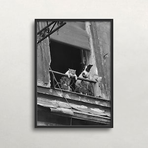 Art chat et chien, art noir et blanc, art mural vintage, regardant par la fenêtre, vieille photo, amoureux des animaux art TÉLÉCHARGEMENT NUMÉRIQUE, art mural imprimable