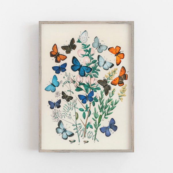 Butterfly Wall Art | Vintage Wall Art | Butterflies Print | Antique Wall Decor | Farmhouse Decor | Digital DOWNLOAD | PRINTABLE Art #176