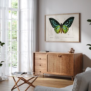 May include: A framed butterfly print with a light wood frame hangs above a wooden cabinet. The butterfly has black, teal, yellow, and green wings. The cabinet has three drawers and a woven door. A glass coffee table and white curtains are in the background.