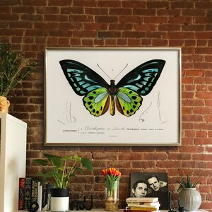 May include: A framed botanical print of a butterfly with a gold frame. The butterfly illustration features black, teal, yellow, and brown colors. The print is mounted on a white background and is displayed against a red brick wall.
