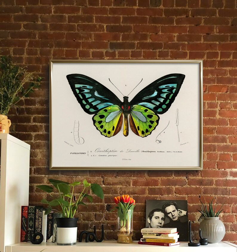 May include: A framed botanical print of a butterfly with a gold frame. The butterfly illustration features black, teal, yellow, and brown colors. The print is mounted on a white background and is displayed against a red brick wall.