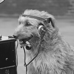 May include: A black and white image of a dog wearing a vintage headset and holding a telephone receiver in its mouth. The dog is positioned next to a dark wooden cabinet, suggesting a historical or novelty theme.