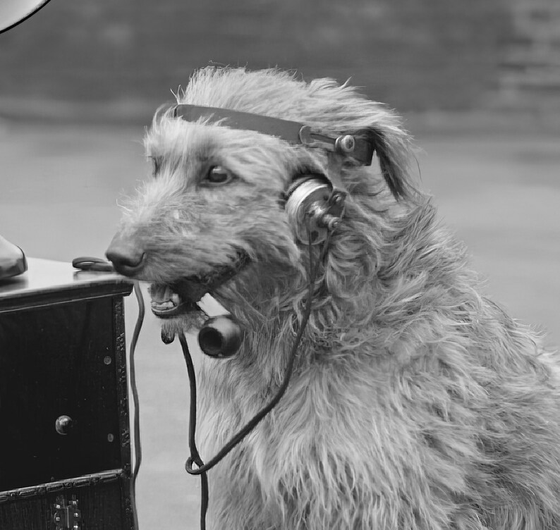 May include: A black and white image of a dog wearing a vintage headset and holding a telephone receiver in its mouth. The dog is positioned next to a dark wooden cabinet, suggesting a historical or novelty theme.
