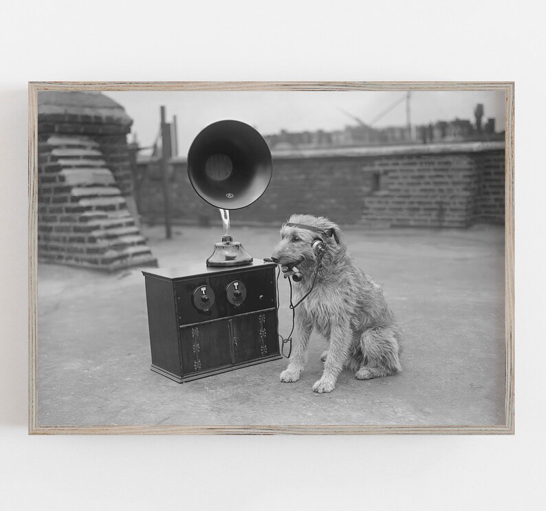 May include: Black and white photograph of a dog wearing headphones and holding a microphone cord in its mouth, sitting next to a vintage radio with a large horn speaker. The image is framed and set against a brick background.