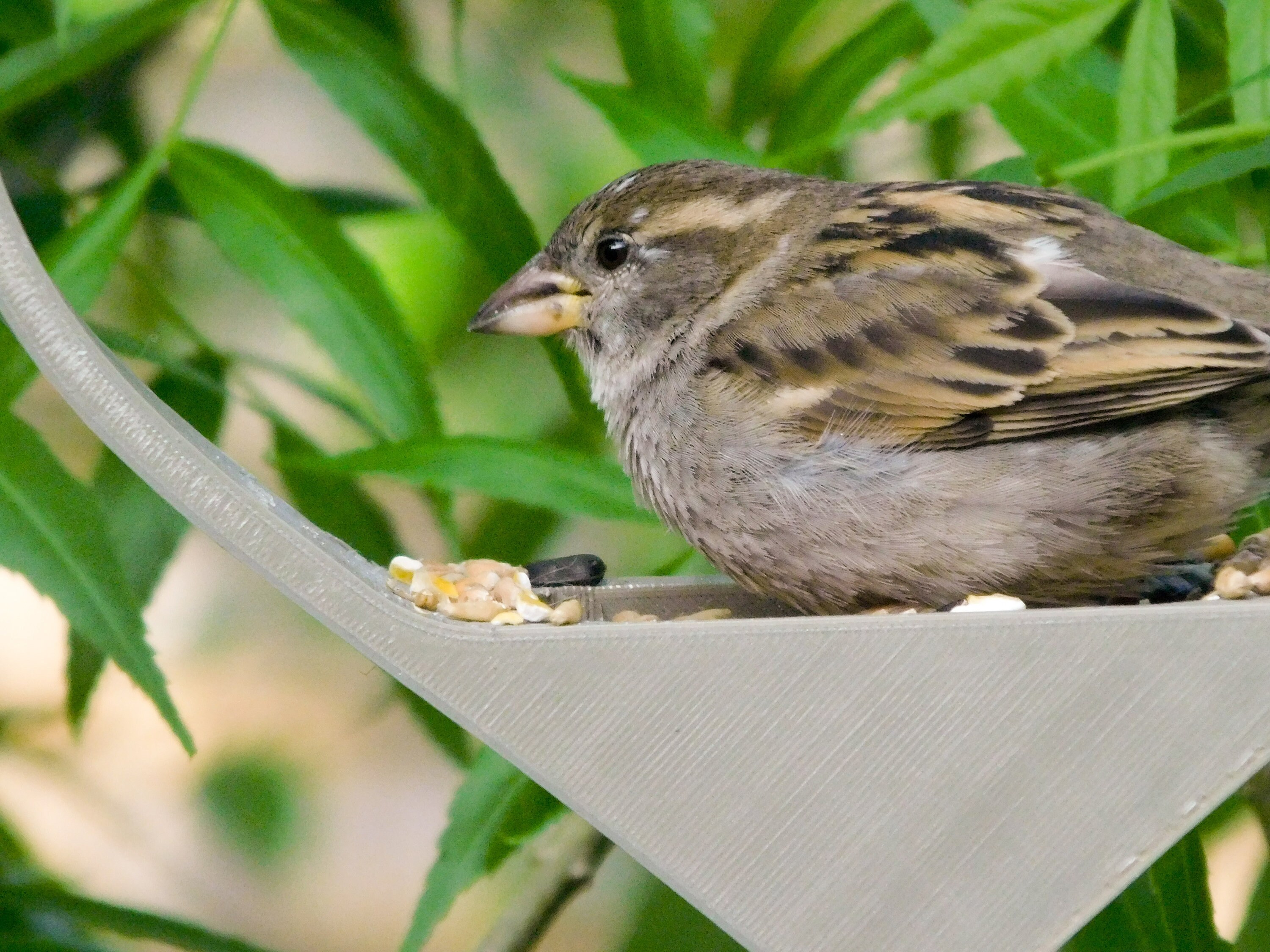 Heart Bird Feeder Etsy