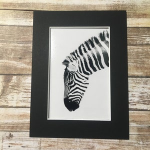 Zebra 'Geordie Horse' Mounted Photograph Picture 6x4 Photo China Mount Photography Ivory Black and White Edited Gift Travel