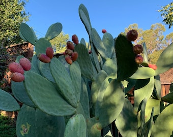 Organic Extra large Edible Prickly Pear Cactus Pads/ Cactus pads/Nopales prickly Pear cactus