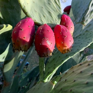 Organic Edible Prickly Pear Cactus Pads fresh cuts/Cactus pads/ Nopales prickly Pear cactus