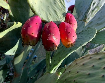May include: A prickly pear cactus featuring several vibrant magenta and reddish-orange fruits growing from its flat, green, succulent pads. The oval-shaped fruits are covered in small, sparse spines and are attached directly to the cactus structure.