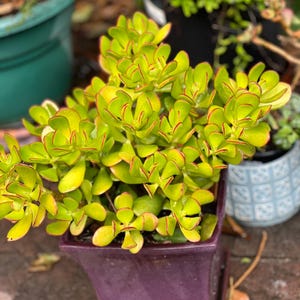 Fully 7 Rooted Jade plants together/ Crassula Ovatta/ Money plant/ drought tolerant plant