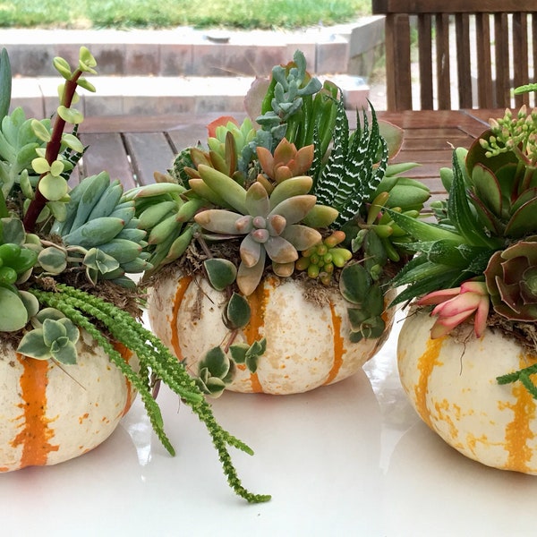 Succulent Pumpkin/ Thanksgiving decor/ living succulents pumpkin/ fall decor/ Thanksgiving gift/ birthday gift/ Thank you gift
