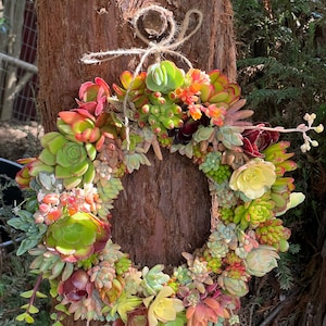 Live Succulent wreath with built in hanger/Mother’s Day gift/ New Year gift/Centrepiece/wedding decor/ door wreath/ Housewarming gift