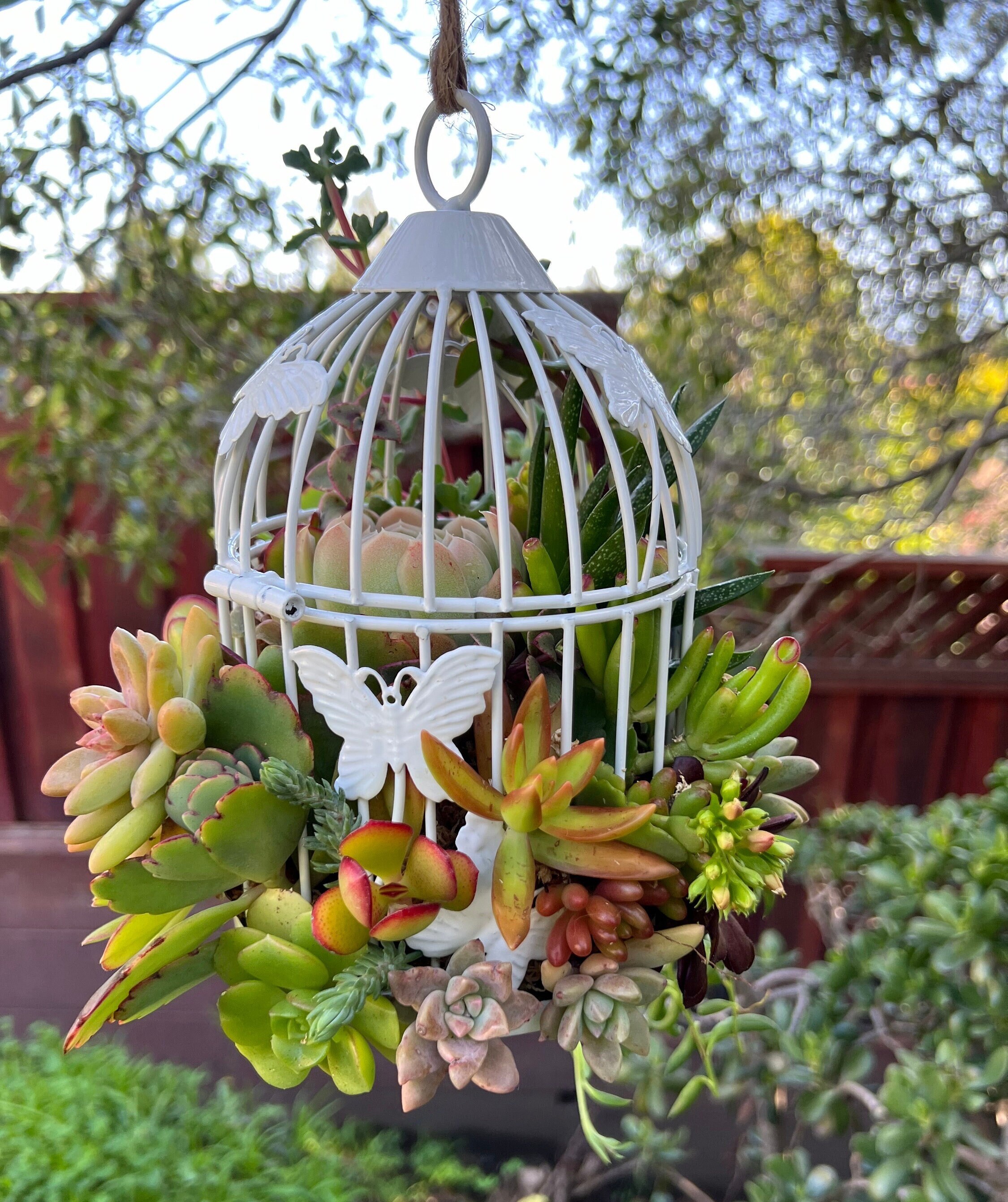 Living Succulent birdcage/ birdcage/garden decor/ centerpiece/ housewarming gift/ birthday gift/get well gift/ Mother’s Day gift