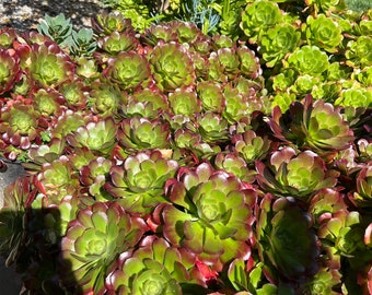 5”-6” wide Fresh cuts of Blushing Beauty Aeonium/ Succulent rosettes /wedding decor/baby shower decor/ house plant/Indoor& outdoor plant