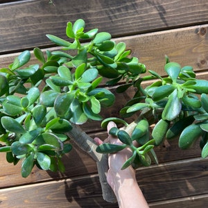 Large Jade tree cut/ Crassula Ovatta/ Jade plant cut/ Lucky plant Succulents/ Money plant