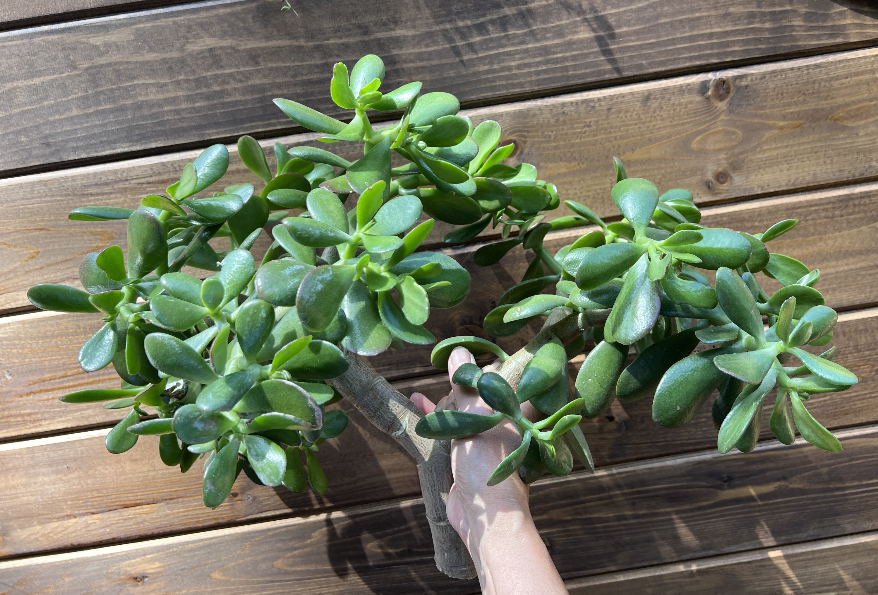 How to Prevent the Falling of Jade Leaves? - FNP