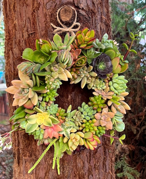 succulents in terrarium Cute Succulent Terrariums Created by Lush Glass Door, Singapore's Terrarium  One Stop Online Shop main image 1