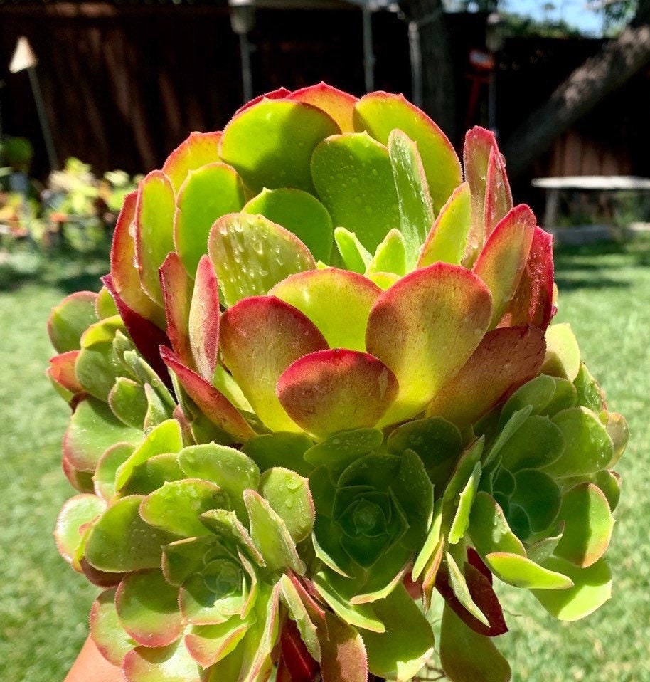 Rooted Cluster Aeoniums Blushing Beauty/ 7”-9” Wide  /one big Blushin…