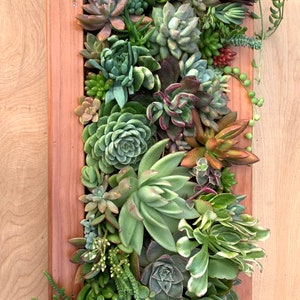 Live Succulent wall/ succulent wall/ Living succulent frame/ Living succulent wall Planter/Vertical garden/ wall decor