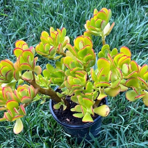 4 Large rooted Jade plants/  Crassula Ovatta/ Jade plant/ Lucky plant Succulents/ Money plant