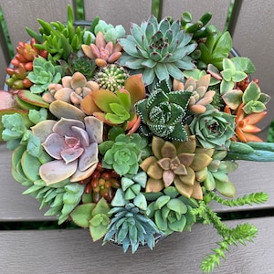 Heart shape Live Succulent Arrangement/ Mother’s Day gift/ Valentine’s Day gift/ housewarming gift /birthday gift