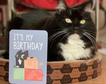 Kitten milestone cards, Set of 10 milestone cards for kittens, Kitten monthly milestones, Celebratory cards for kittens, printed milestones