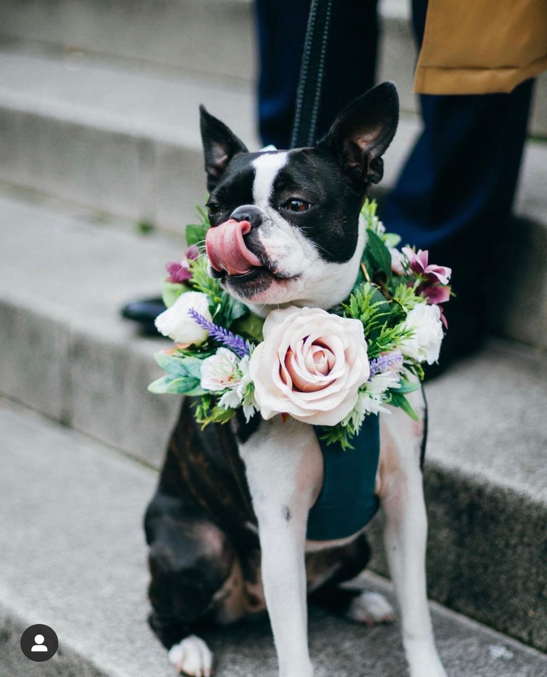 Blush Rose Mauve Ranunculus Eucalyptus, Lavande et Gypso Floral Mariage Chien Collier Guinear Guirla