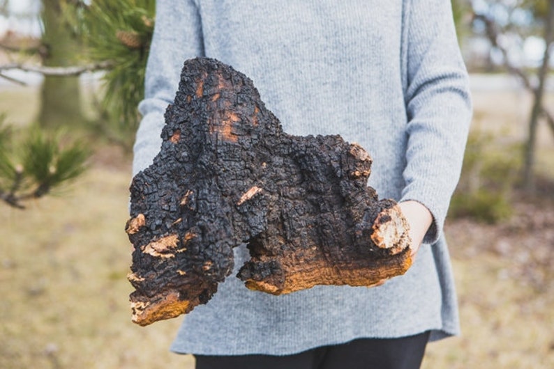 Tao Chaga Wild Harvest Canadian Chaga Mushroom Inonotus Etsy