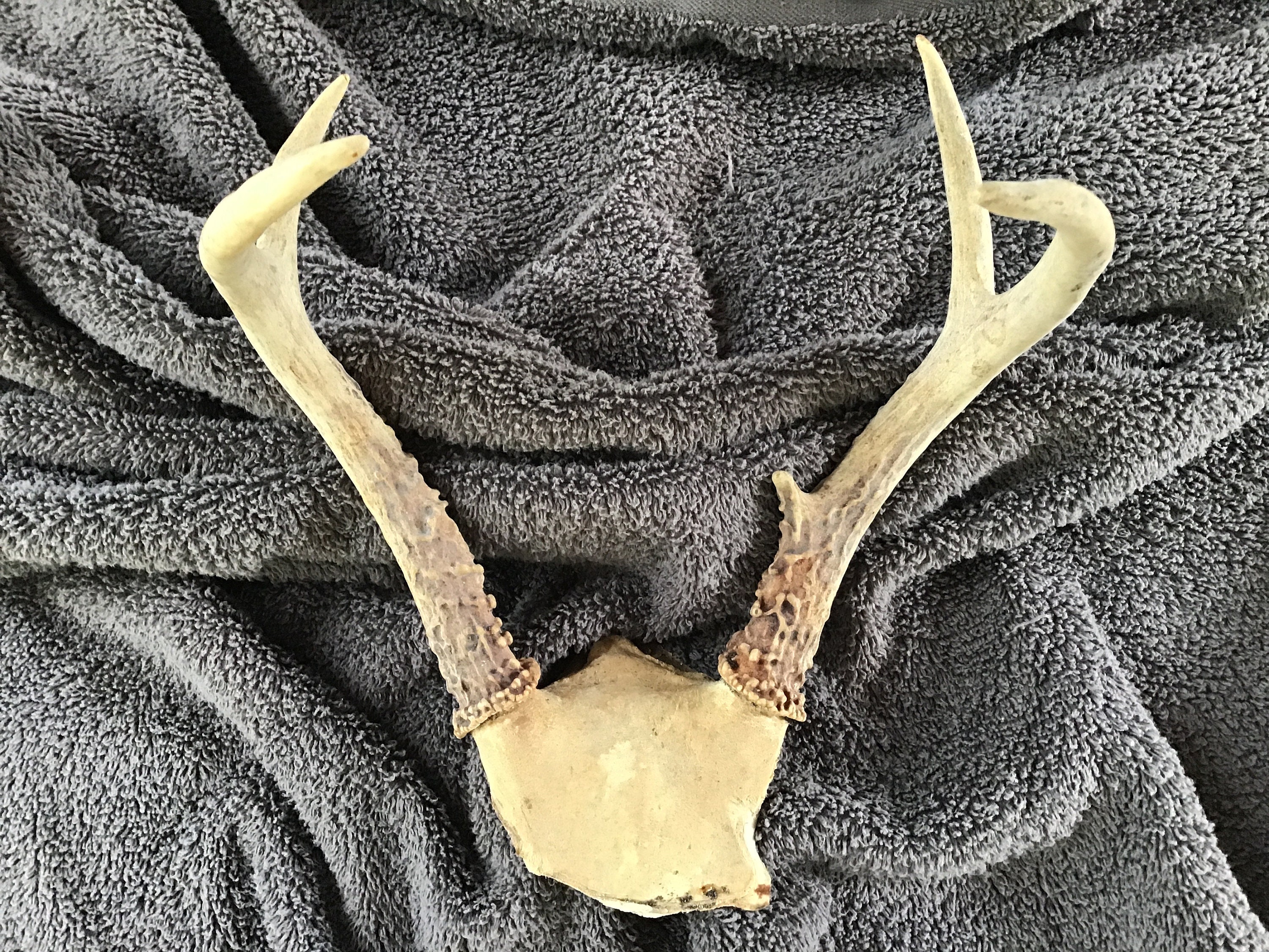 Real WHITETAIL DEER ANTLERS 9 1/2 5 Pt. Skull Cap Mount Cabin, Lodge,  Rustic Decor Crafting - Etsy Sweden