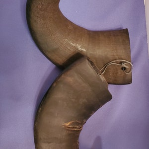 Ram Horns, Lodge, Cabin, Rustic Decor, Shofar Craft Projects, Taxidery