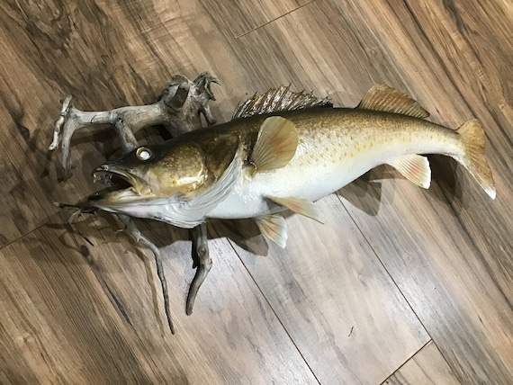 Buy Large Walleye Real Skin Fish Mount, Fish Taxidermy Mount