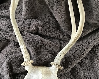 Real WHITETAIL DEER ANTLERS Skull Cap 12” 4 Point Antlers, Rack, Rustic, Cabin, Lodge, Home, Man Cave Decor