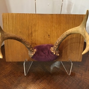 Deer Antlers Wall Mount Man Cave, Office, Cabin Decor, Hunting Enthusiast