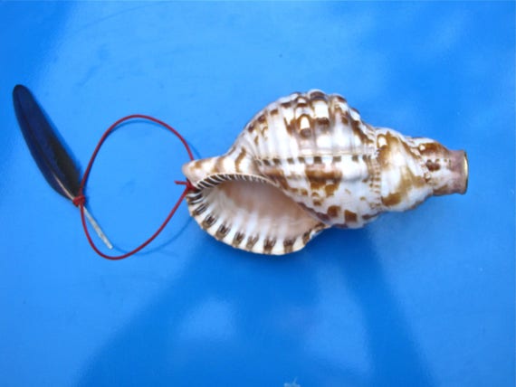 Conch trumpet sale