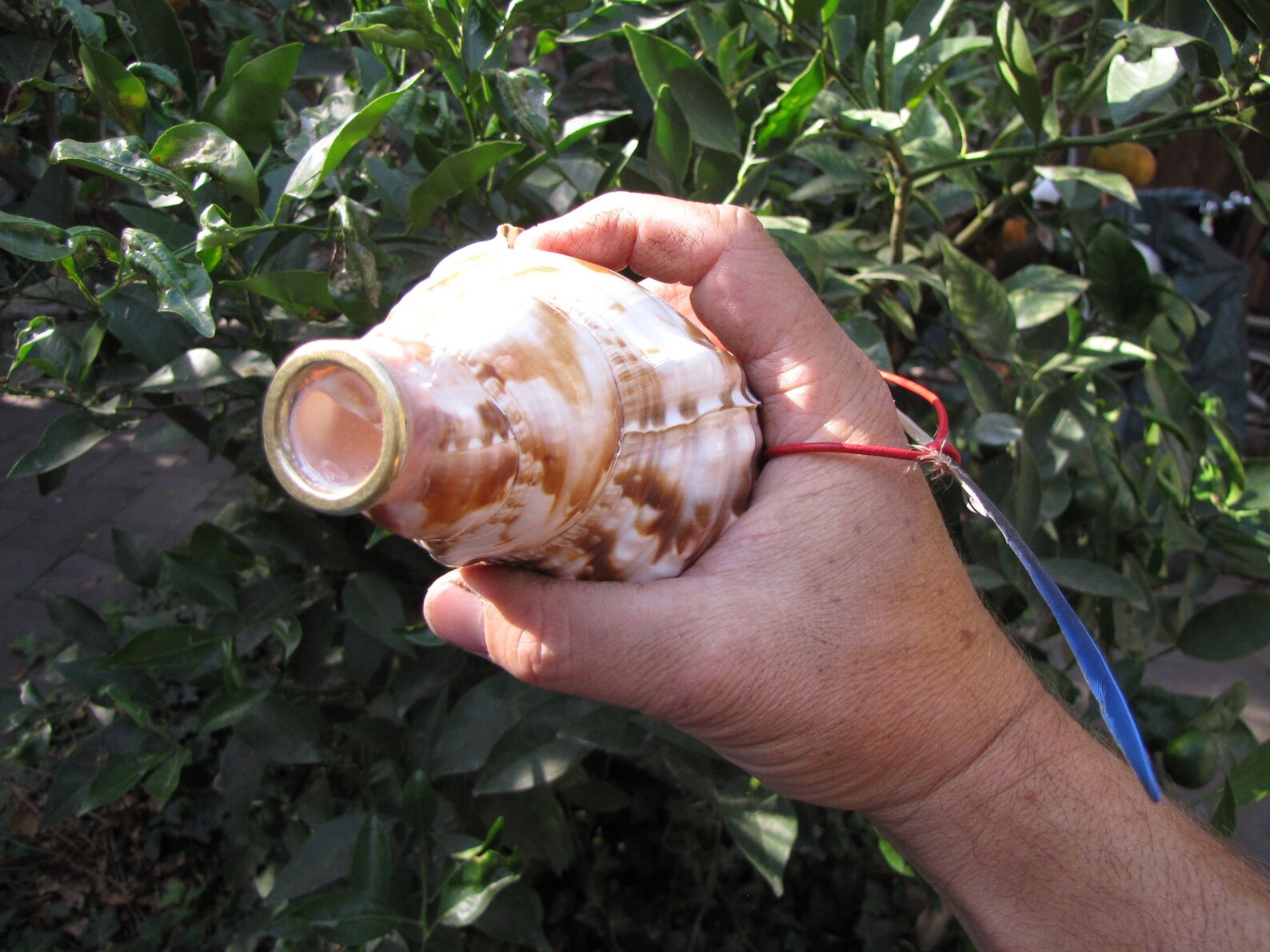 Small Conch Trumpet With Brass Mouthpiece Etsy