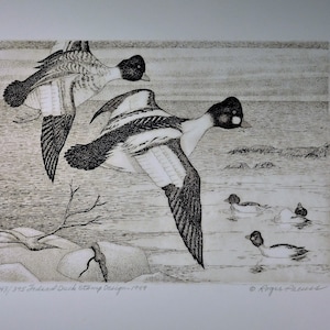 1949 Federal Waterfowl Duck stamp print signed by artist Roger Preuss lithograph wildlife art print with stamp signed by artist
