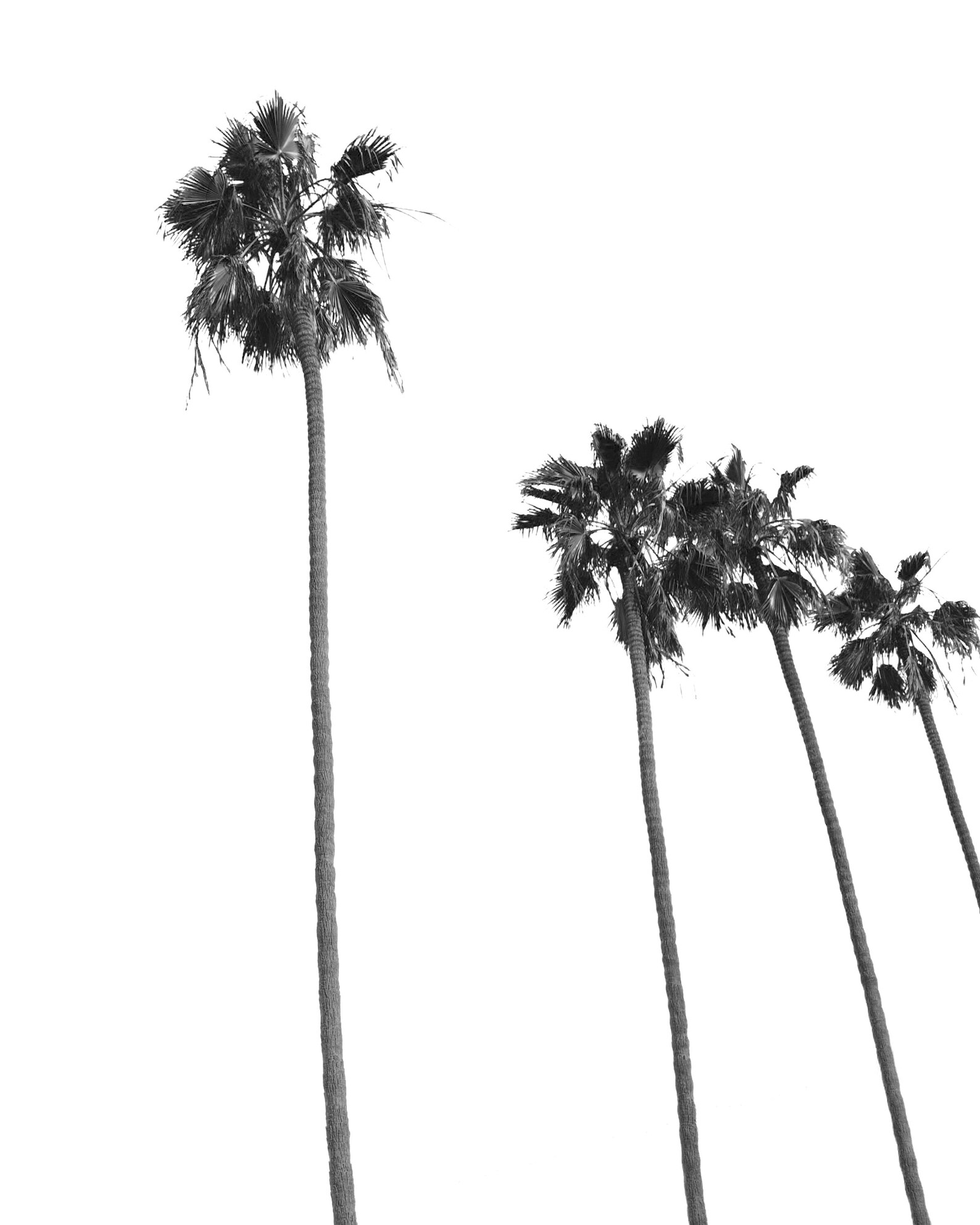 Black and White Palm Tree Print Set of 2 Tropical Leaves Wall Etsy