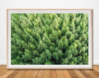 Forest trees conifer spruce fir balsam pine tree tops print aerial landscape green download wall art printable botanical poster decor a2