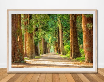 Forest trees conifer pine tree print road pathway footpath balsam spruce fir aerial landscape green wall art printable botanical poster a2