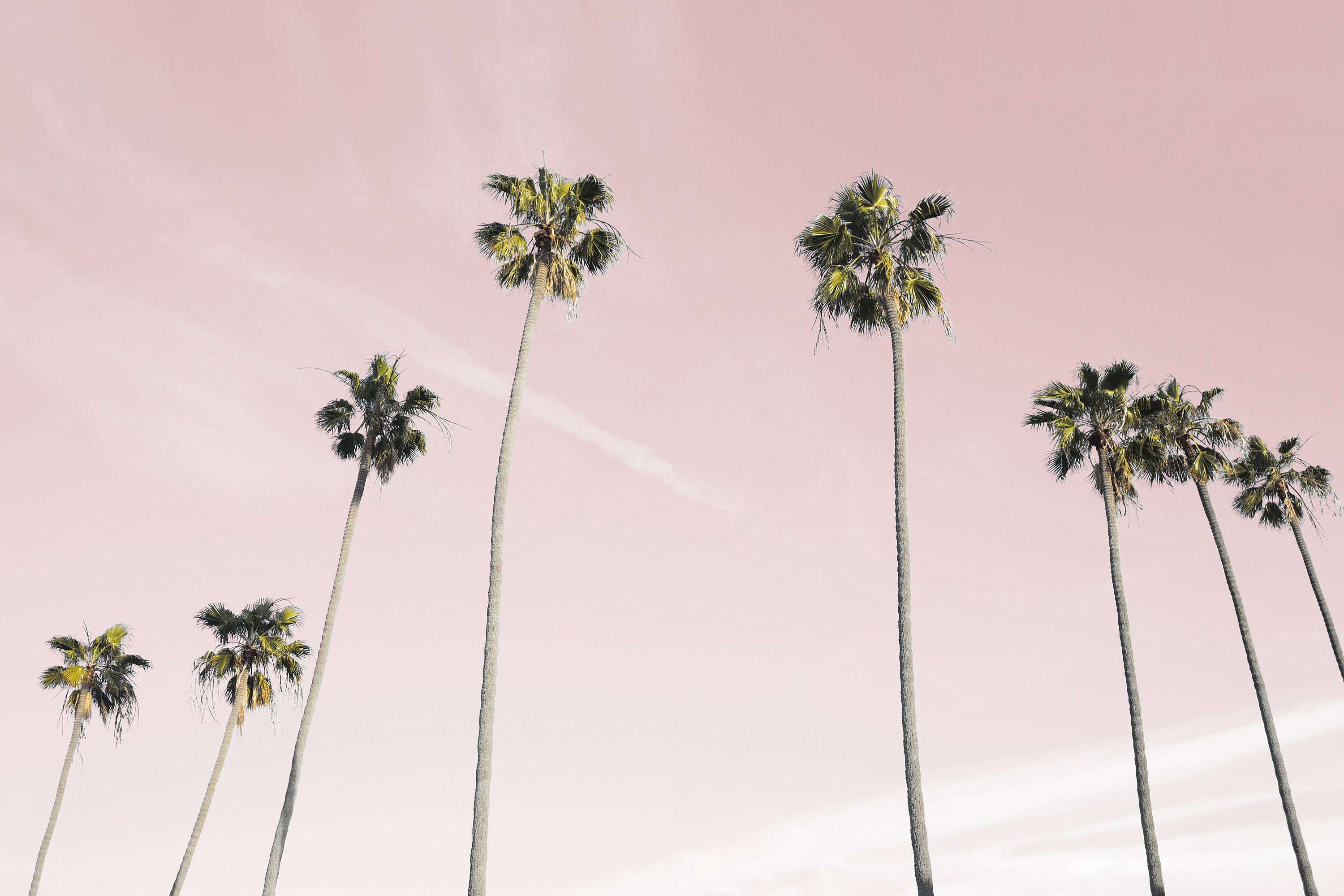 Pink Palm Tree Print Photo Tropical Wall Art California Etsy Australia