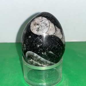 Vintage Fossil Egg, Vintage Hand Cut and Polished Black Gray Fossil Egg, Beautiful Specimen with Fossils, Natural Stone Fossil Egg