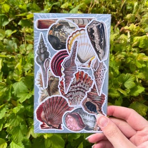 May include: A rectangular clear plastic sleeve containing a collection of assorted seashell stickers. The stickers feature detailed illustrations of various marine shells in shades of red, brown, black, and white, arranged in a layered collage.