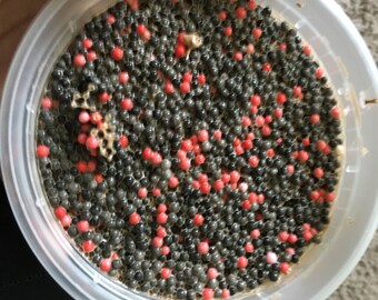 8oz Cherry Chocolate Chip!