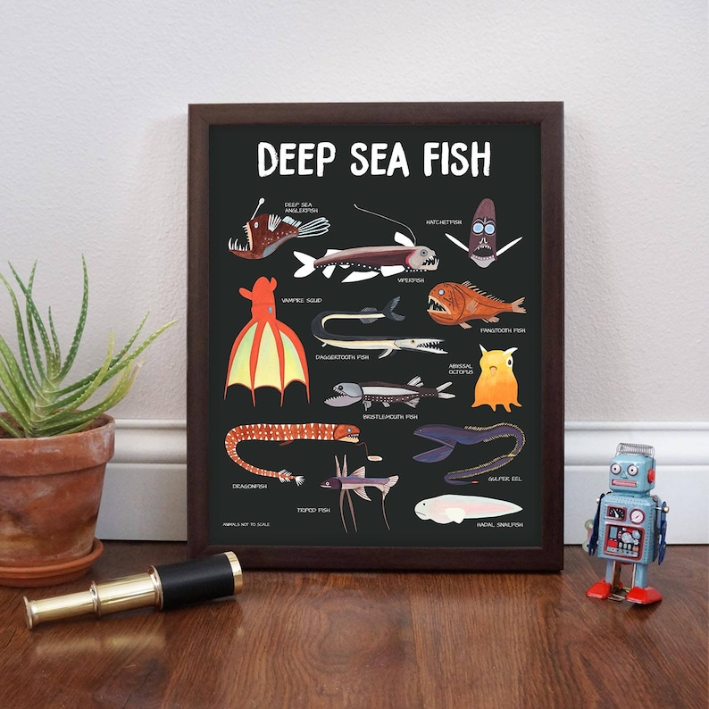 May include: A black and white illustration of deep sea fish on a black background. The illustration includes a deep sea anglerfish, a viperfish, a vampire squid, a dragonfish, a bristlemouth fish, a gulper eel, a tripod fish, a  saddled  shark, a  fangtooth fish, an  armored octopus, a  pinecone fish, and a  snailfish. The text "DEEP SEA FISH" is at the top of the illustration.