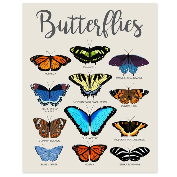 Butterfly Poster Butterfly Print Butterfly Wall Art Butterfly Art Butterfly Decor Educational Posters for Kids Poster for Kids Room Decor